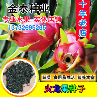 红心火龙果种子红皮火龙果 姿秀水果种子  青龙果 红龙果水果种籽
