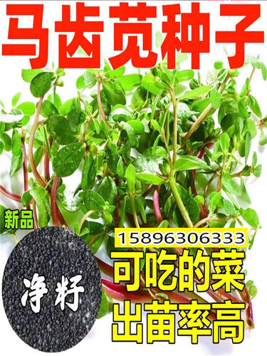 蔬菜马齿苋野生盆栽春季蚂蚱菜