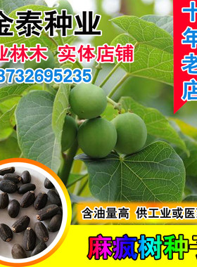 苗木麻风树能源柴油树林木种子