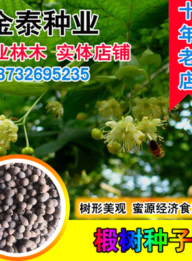 椴树种子康椴树紫椴种子千层皮火绳树青科榔国产大叶椴种子四季播