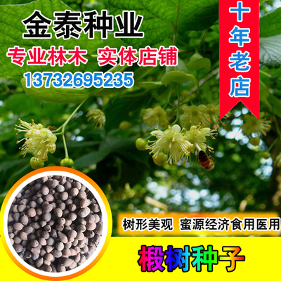 紫椴千层皮火绳树青国产大叶种子