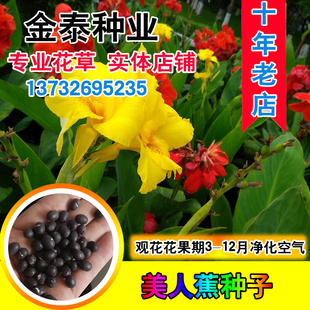 美人蕉种子红艳蕉小花美人蕉小芭蕉黄花庭院花籽易活花种籽子