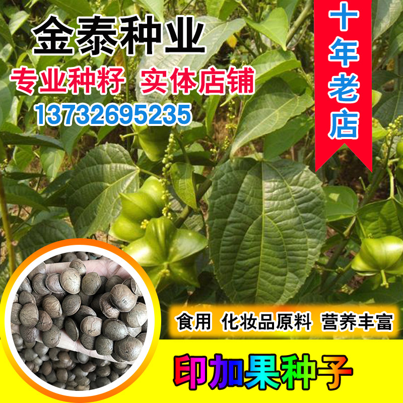 印加果种子南美油藤药材星油藤可以食用保健印奇果印加花生