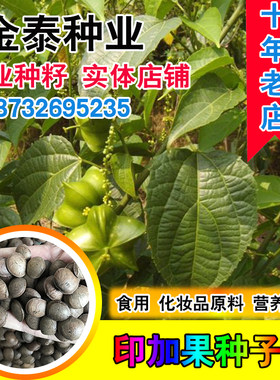 印加果种子南美油藤药材星油藤可以食用保健印奇果印加花生