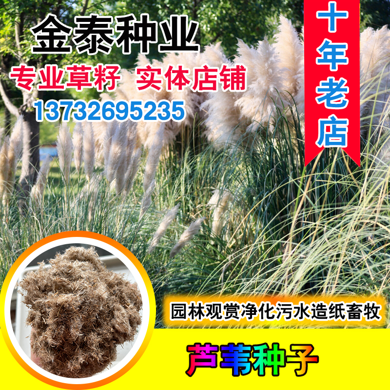 蒹葭固堤造纸制药端午节污水芦苇