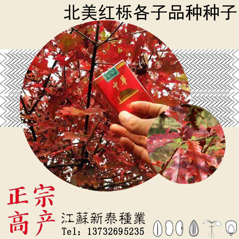 北美美国红橡树栎树白栎娜塔栎猩红栎舒玛栎沼生青冈栎柳叶栎种子