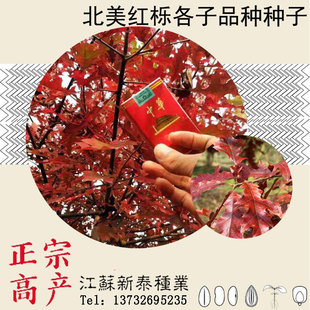 北美美国红橡树栎树白栎娜塔栎猩红栎舒玛栎沼生青冈栎柳叶栎种子