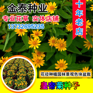 花种子皇帝菊种子别墅花草四季阳台盆栽景观绿化花海种子草花种籽