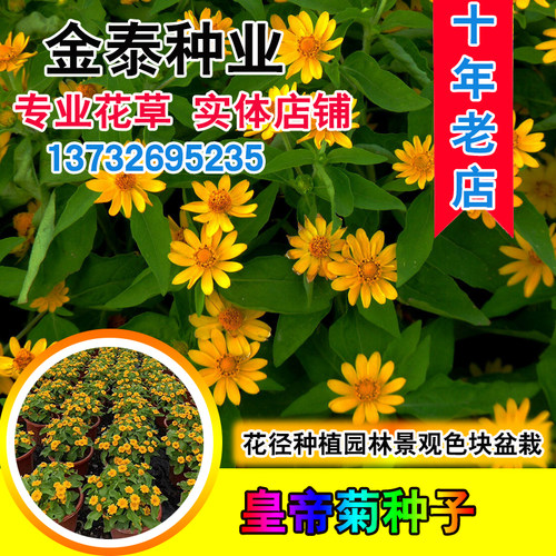 别墅四季阳台盆栽景观绿化花种子