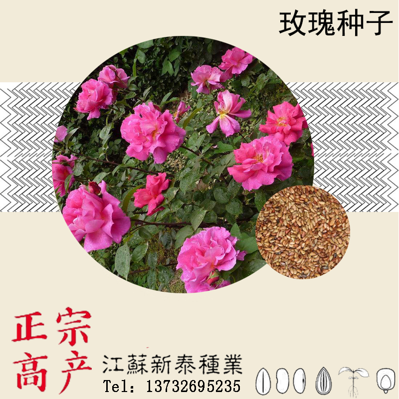 散裝玫瑰種子 紅刺玫紅玫瑰花種籽子 四季播種植大花室內盆栽