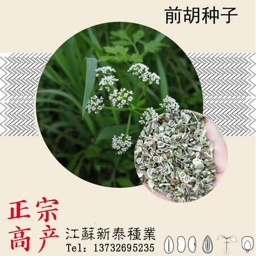 前胡种子 鸡脚前胡 官前胡 山独活种子 白花前胡种子