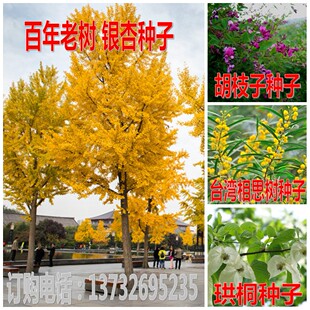 银杏树种子 特级白果公孙树台湾相思树 美丽胡枝子鸽子树珙桐种子