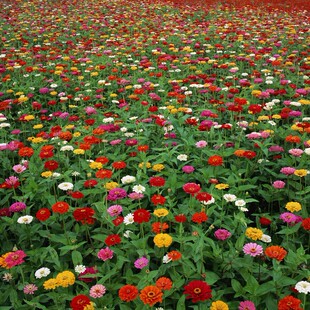 百日草种子四季易种室外庭院阳台百日菊花种籽花期长步步登高花种