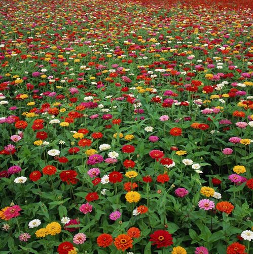 百日草种子四季易种阳台景观菊花