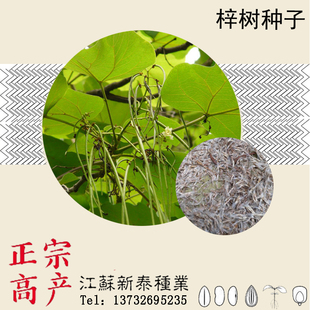 梓树种子 河楸 臭梧桐 黄花楸 水桐楸 木角豆 黄金树种子