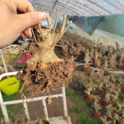 矮霸小老桩对节白蜡盆景素材