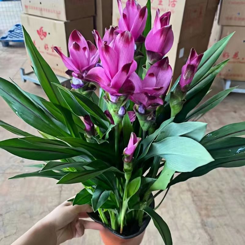 姜荷花盆栽带花苞室内阳台庭院好养易活四季开花不断花卉