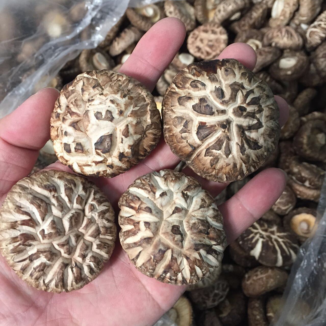 冬菇香菇,新鲜(第2页)_大山谷图库