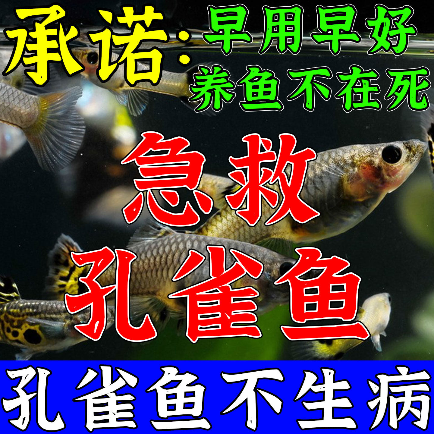 孔雀鱼病专用烧尾白毛白点炸烂身烂鳍烂尾烧尾消毒水质消毒杀菌药