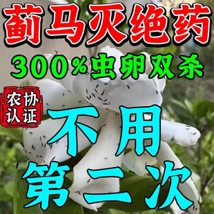 蓟马专用农用杀虫药剂花卉蔬菜大棚果树花卉虫卵双杀特效杀虫剂