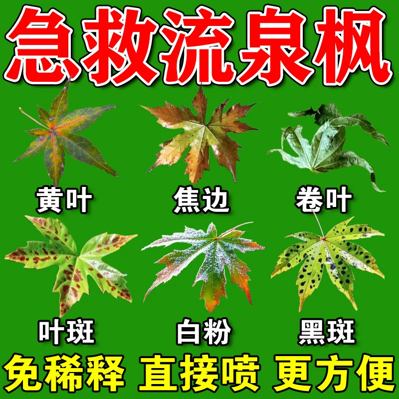 流泉枫营养液枫树专用肥