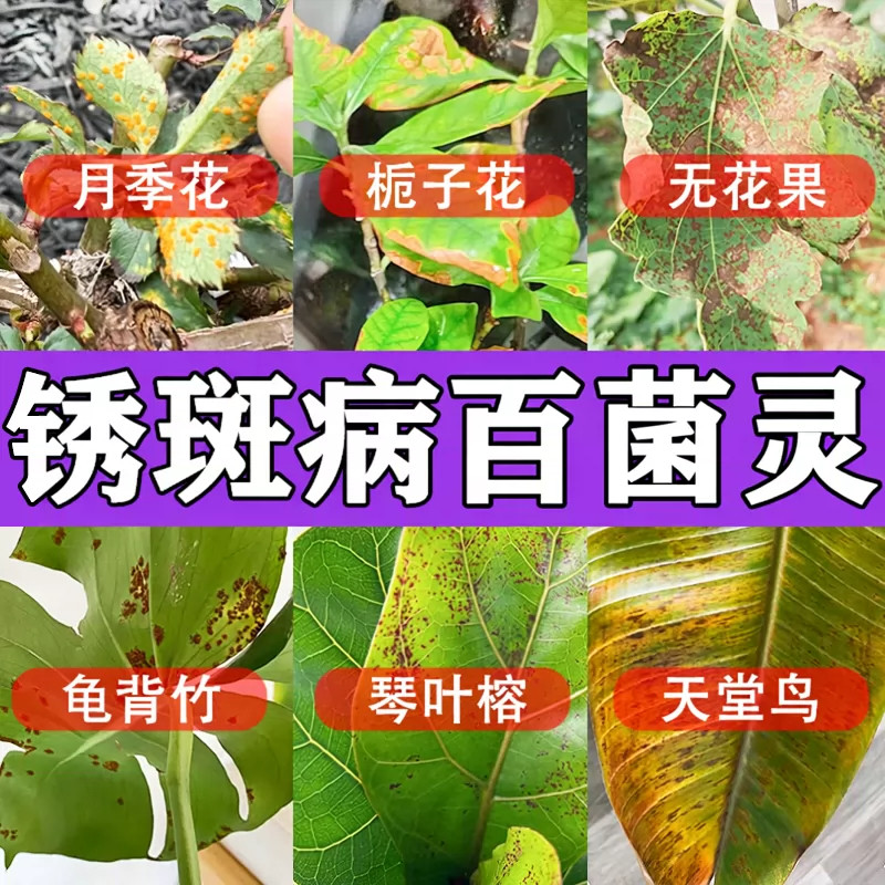 锈病专用叶面营养液多植物适用
