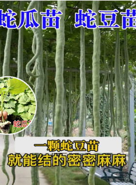 蛇豆苗秧苗四季豆苗长豆角苗丝瓜苗蛇瓜苗蛇豆角苗高产长蛇豆秧苗