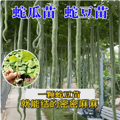 蛇豆苗秧苗四季豆苗长豆角苗丝瓜苗蛇瓜苗蛇豆角苗高产长蛇豆秧苗