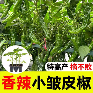 正宗小皱皮辣椒苗带土秧苗青椒特辣苗薄皮辣椒苗种子高产抗病易种