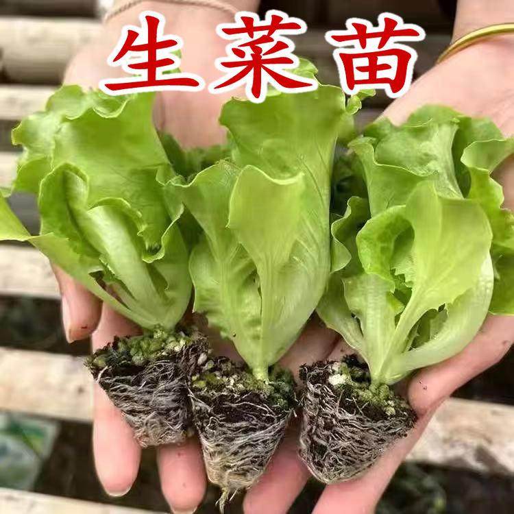脆嫩生吃奶油大速生菜玻璃生菜苗子苗阳台四季耐寒盆栽春季蔬菜苗,鲜花速递/花卉仿真/绿植园艺,家庭园艺种子,淘宝优惠券,粉丝福利购,淘宝优惠卷