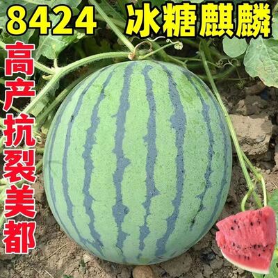 8424冰糖 麒麟西瓜苗美都西瓜秧苗皮薄超甜新品庭院盆栽四季瓜果