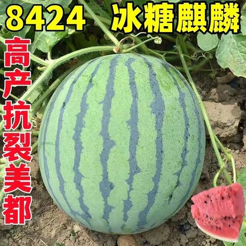8424冰糖 麒麟西瓜苗美都西瓜秧苗皮薄超甜新品庭院盆栽四季瓜果