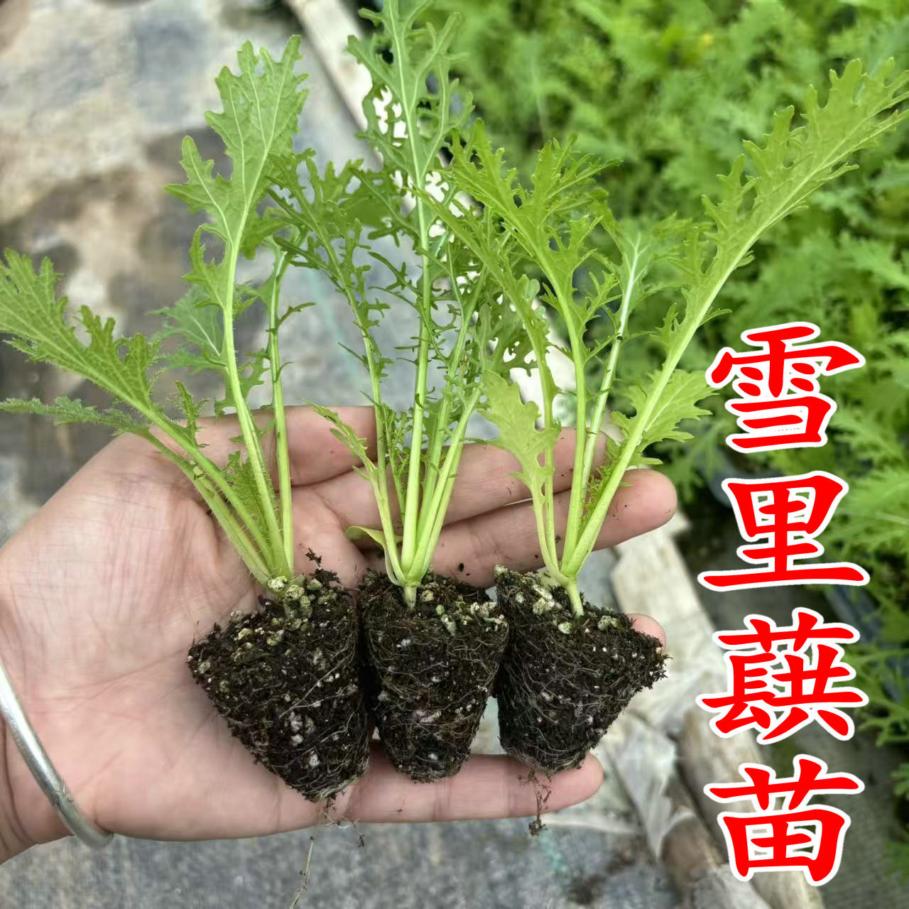 雪里蕻苗秧苗九头鸟雪里红淹咸菜酸菜雪菜泡菜秋冬阳台庭院蔬菜苗