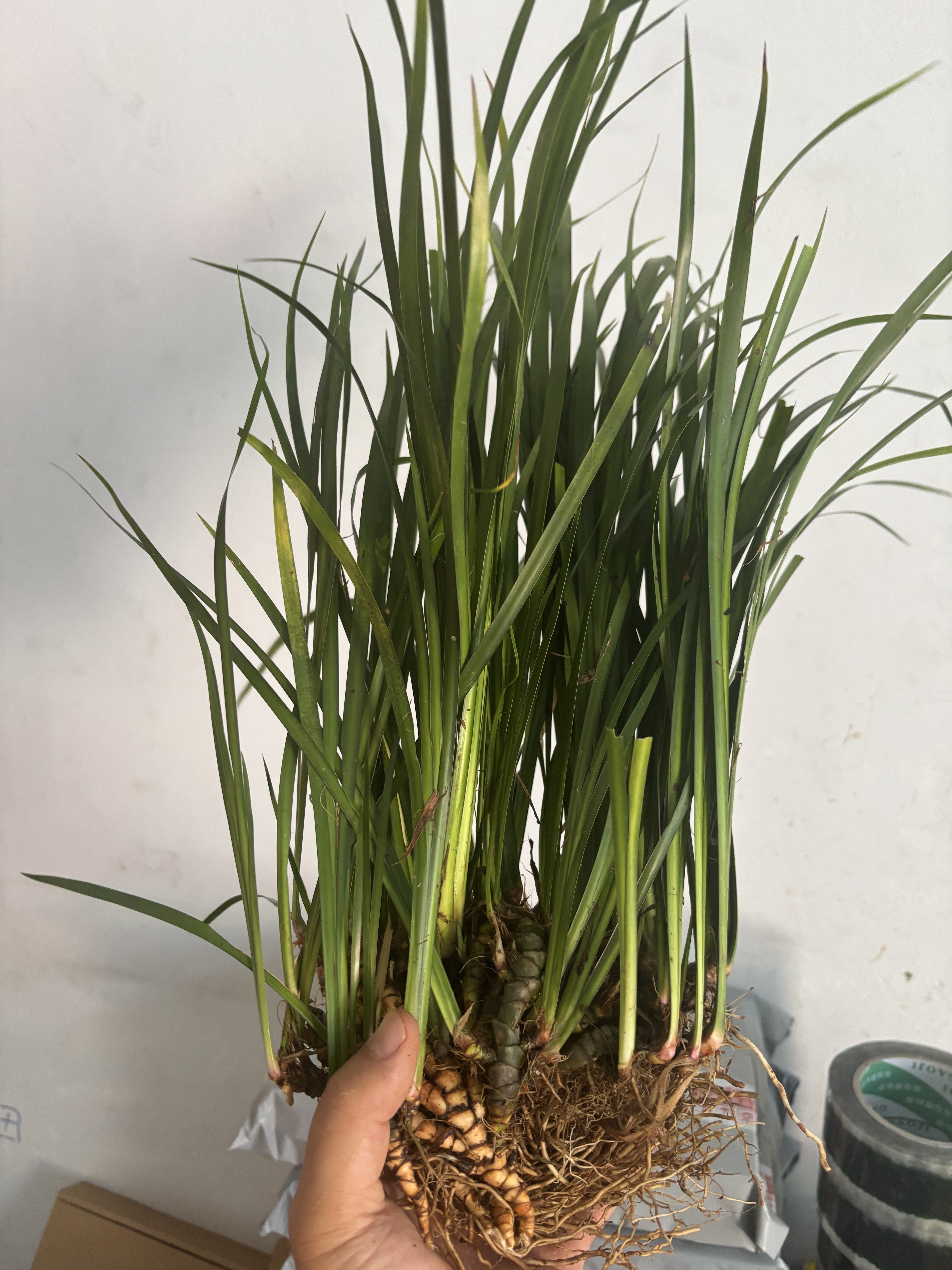 石菖蒲盆栽土培水培净化水质驱蚊