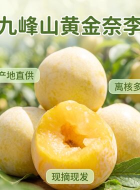 韶关乐昌九峰黄金奈李