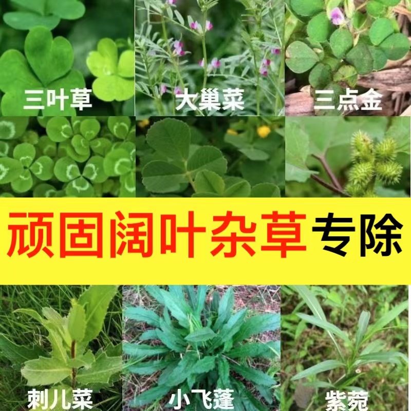 专除顽固阔叶杂草烂根小飞蓬水花生马齿苋三叶草地锦蒲公英除草剂
