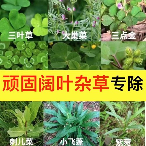 顽固阔叶杂草烂根型除草剂