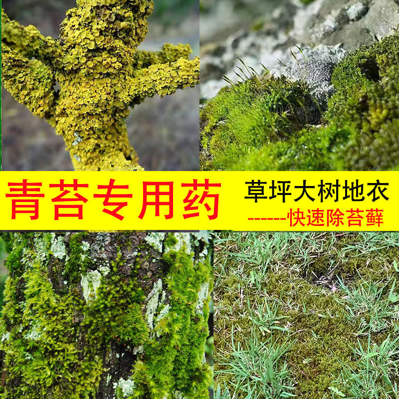 草坪大树地面快速除青苔藓类清除剂润德青苔净草坪地衣杀菌剂