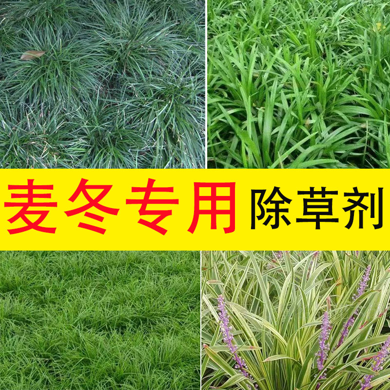 【麦冬专用除草剂】不伤麦冬除水花生香附子尖叶阔叶杂草葱麦净