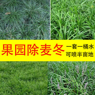 果园空地除麦冬专用除草剂烂根杀麦冬药两周发黄彻底铲除麦冬