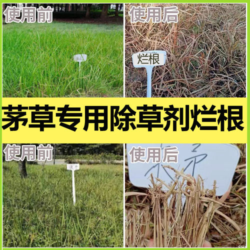 除茅草烂根尖叶杂草除草剂