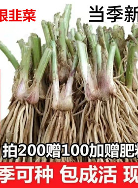 现挖细叶韭菜根农家韭菜苗阳台四季盆栽苗种菜本地宽叶韭菜易成活