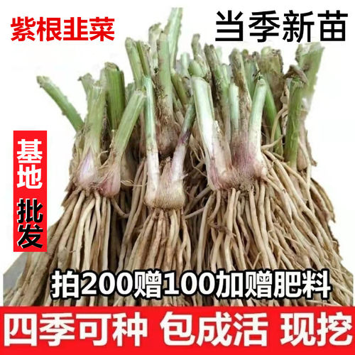 韭菜根苗蔬菜苗易成活庭院阳台