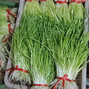 南宫特产黄韭菜成品蔬菜现割新鲜蔬菜天然有机黄韭包饺子送节送礼