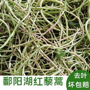 2025江西鄱阳湖藜蒿新鲜去叶去老根江西藜蒿红泥蒿芦蒿生鲜蔬菜