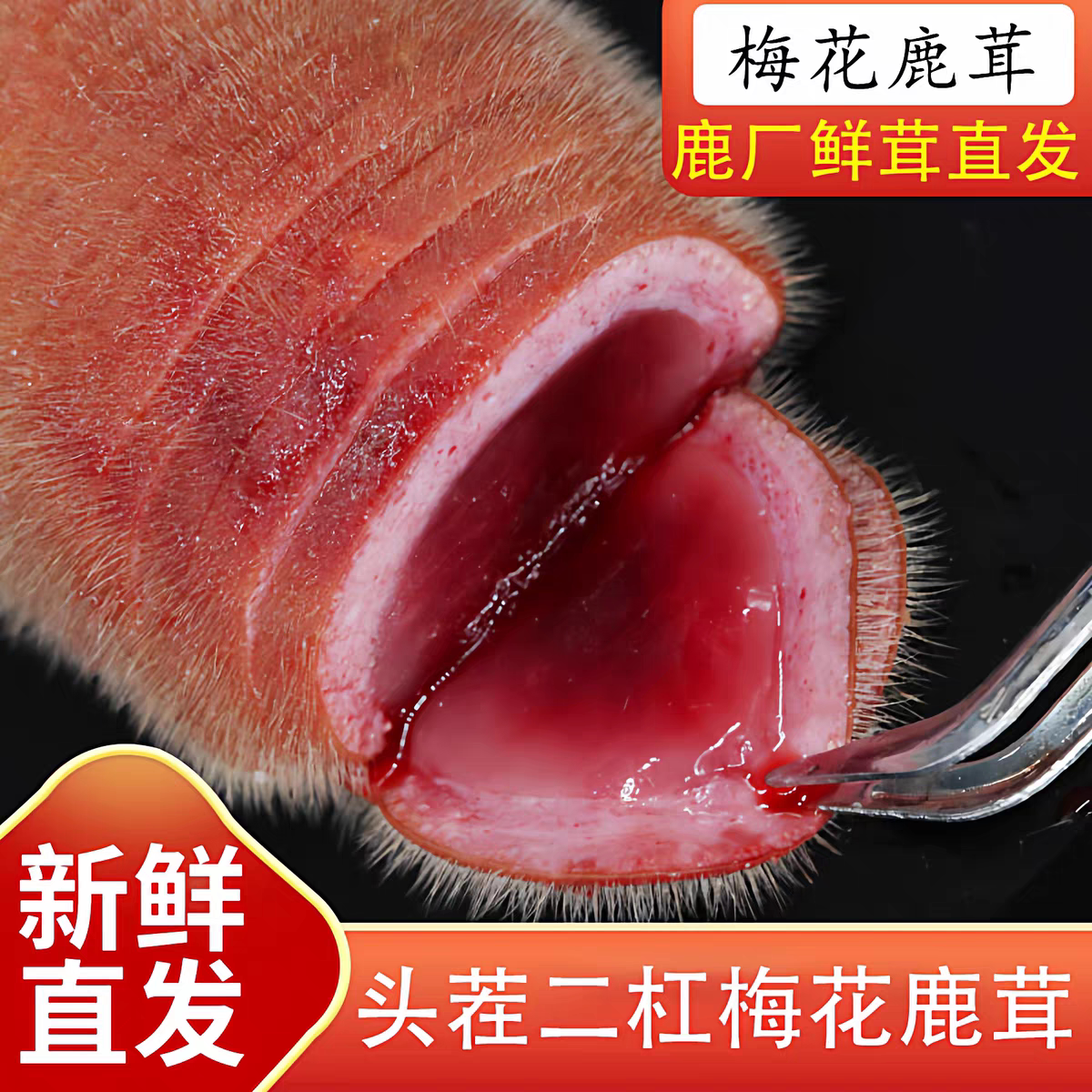 新鲜整枝头茬鹿茸长白山正宗连刀切带鹿血蜡片吉林特产泡酒煲汤