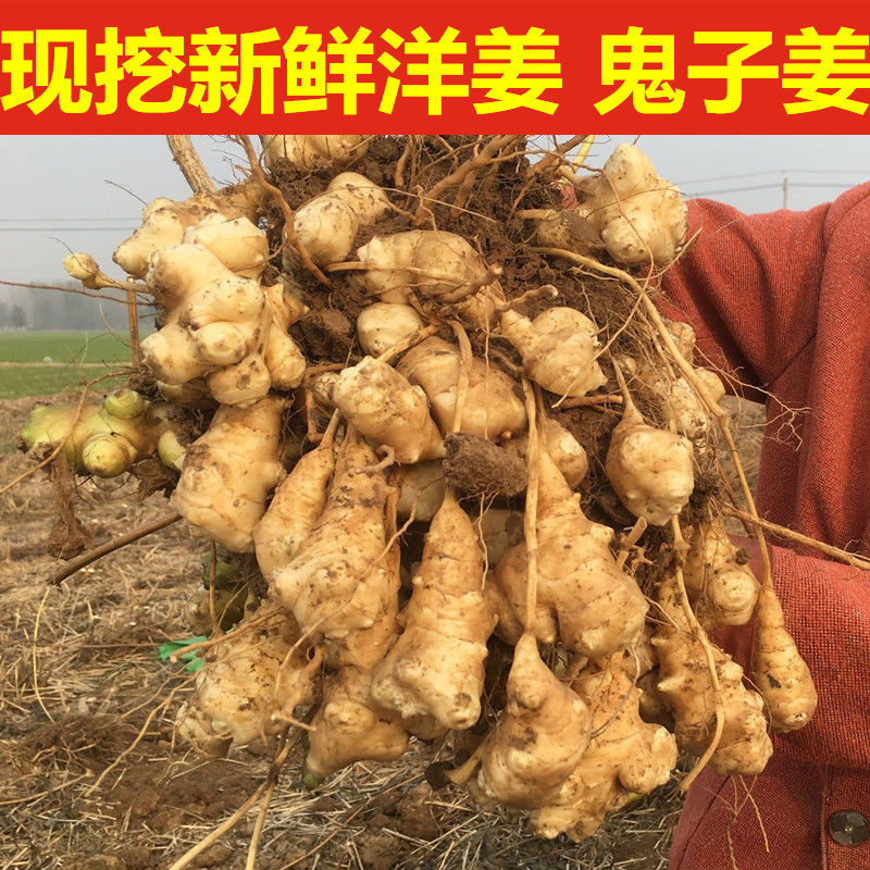 正宗洋姜新鲜现挖的野生姜鬼子姜阳姜泡菜用腌制酱菜咸菜当季菊芋