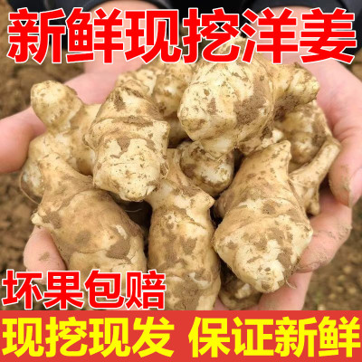新鲜现挖洋姜野生姜鬼子姜姜不辣