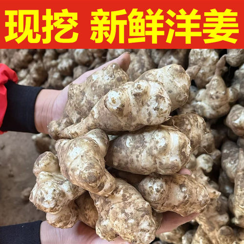 新鲜现挖洋姜野生姜鬼子姜姜不辣