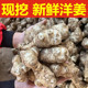 正宗洋姜新鲜现挖 野生姜鬼子姜阳姜泡菜用腌制酱菜咸菜当季 现货